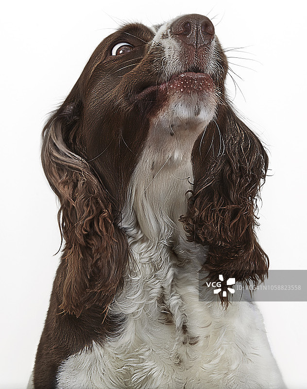 表情丰富的英国跳猎犬图片素材