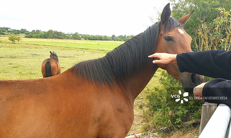 阳光明媚的夏天，蒂珀雷里田野上的爱尔兰马图片素材