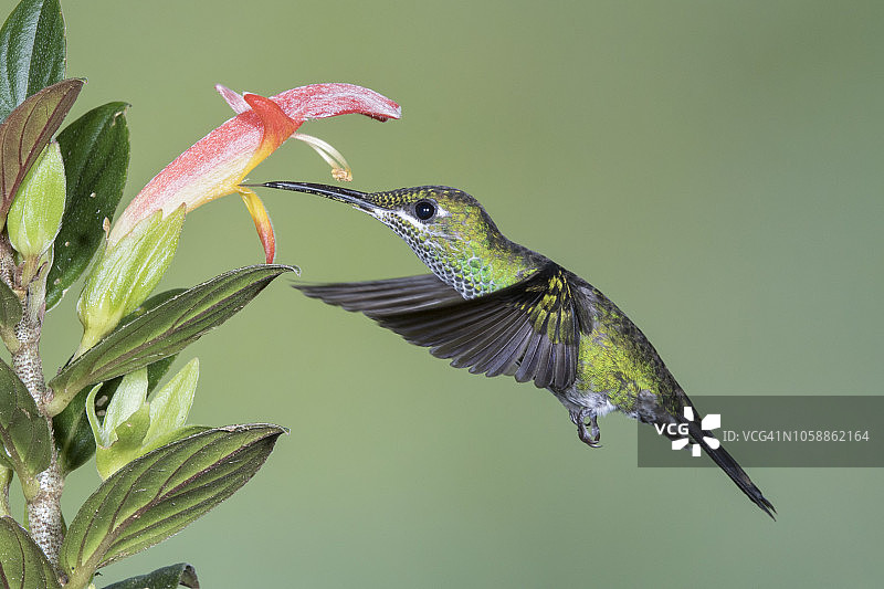 绿冠辉蜂鸟（雌性）在花上觅食图片素材