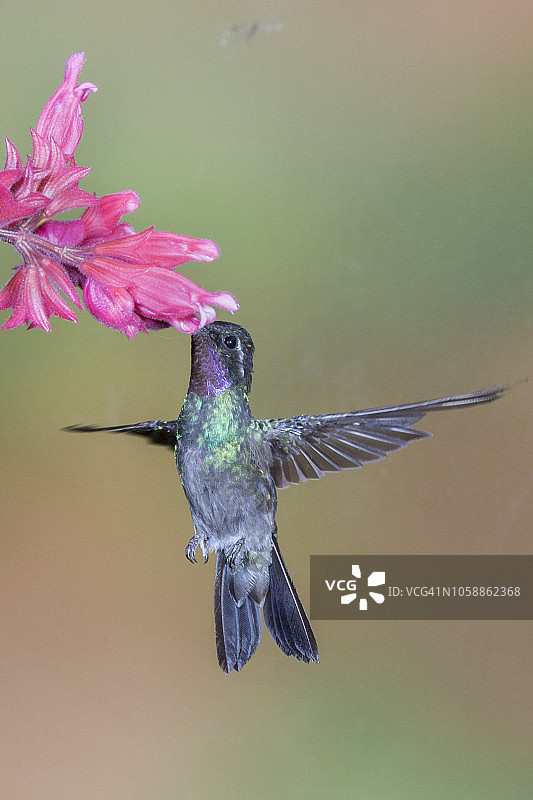 紫喉山宝石蜂鸟雄鸟在花上觅食图片素材