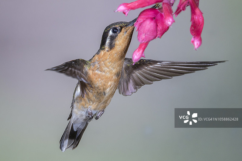 紫喉山宝石蜂鸟雌鸟采食花蜜图片素材