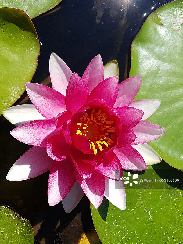 竖版粉色莲花图片素材