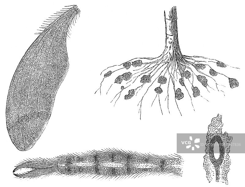 大蚊蝇昆虫身体部位图片素材