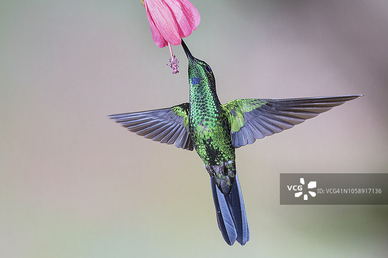 雄性绿冠辉蜂鸟在花上觅食图片素材