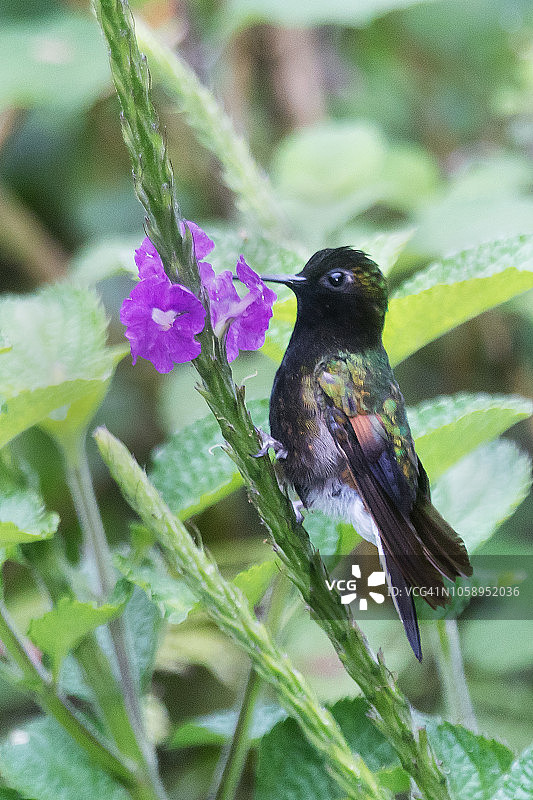 黑腹蜂鸟（雄性）图片素材