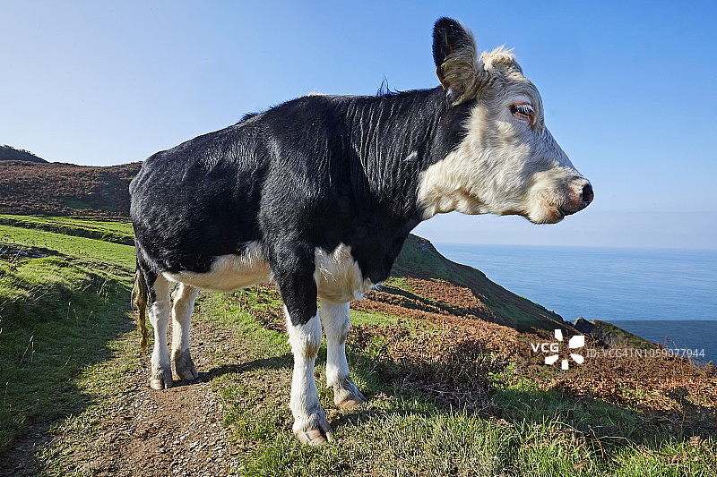 北德文郡托尔斯俯瞰布里斯托尔海峡的弗里斯兰奶牛图片素材