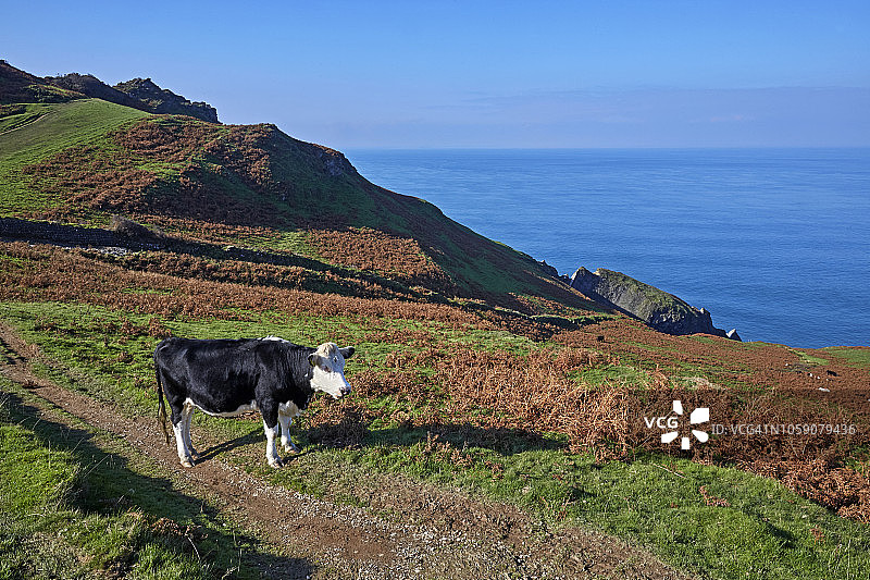 北德文郡托尔斯俯瞰布里斯托尔海峡的弗里斯兰奶牛图片素材