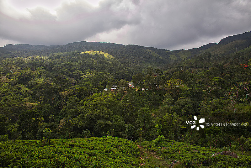 辛哈拉贾森林保护区茶园图片素材