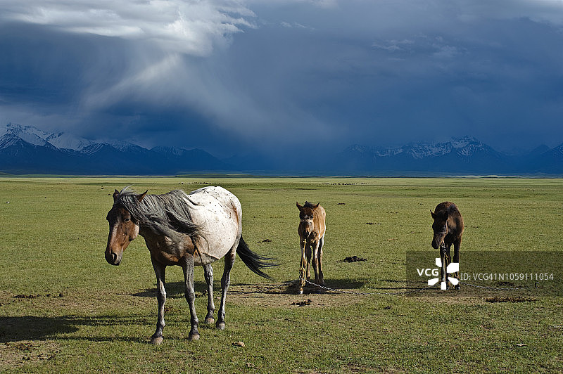 帕米尔地区的母马和小马驹（吉尔吉斯斯坦）图片素材