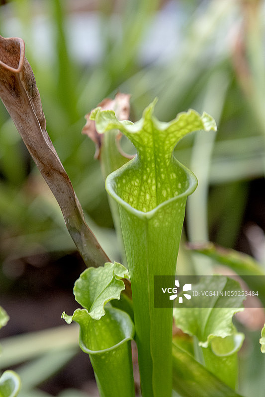 食肉植物（瓶子草/深红瓶子草）特写图片素材
