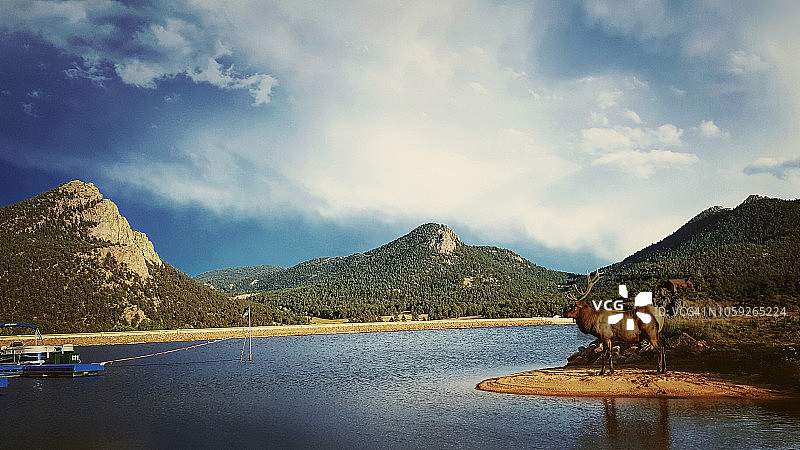 埃斯蒂斯公园湖麋鹿图片素材