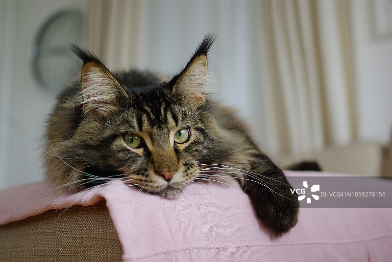 缅因库恩猫图片素材