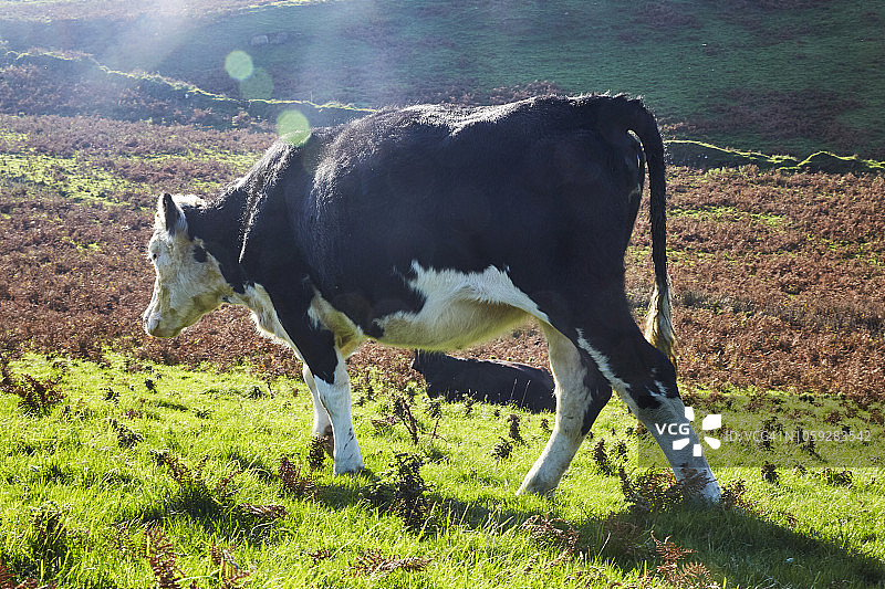 镜头光晕下的北德文郡散养弗里斯兰牛图片素材
