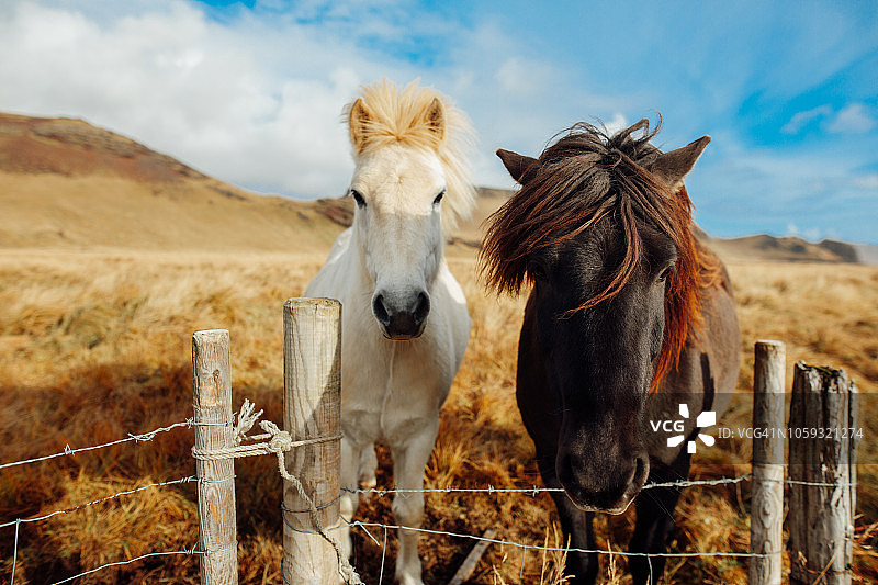 冰岛马图片素材