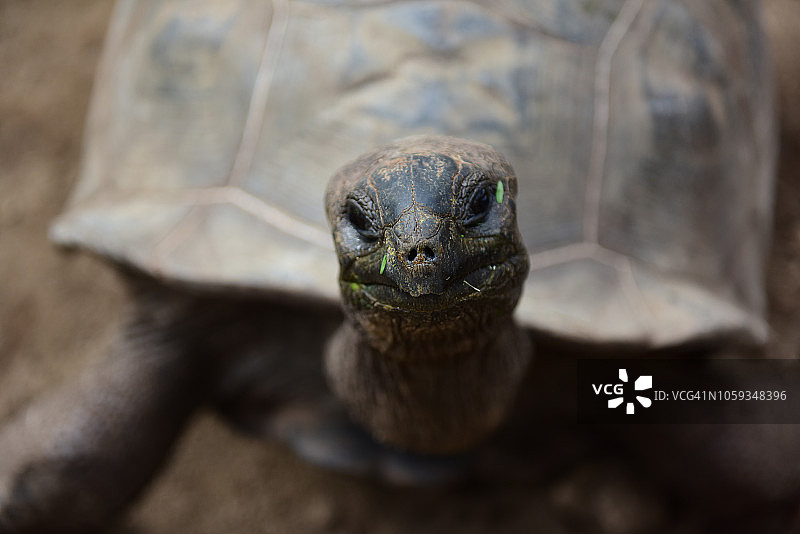 塞舌尔巨型乌龟图片素材