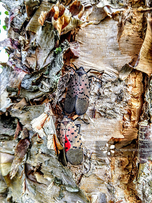 蜡蝉在树干上图片素材