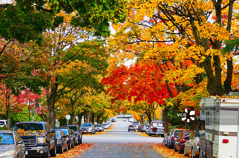 加拿大温哥华街道旁的秋叶图片素材