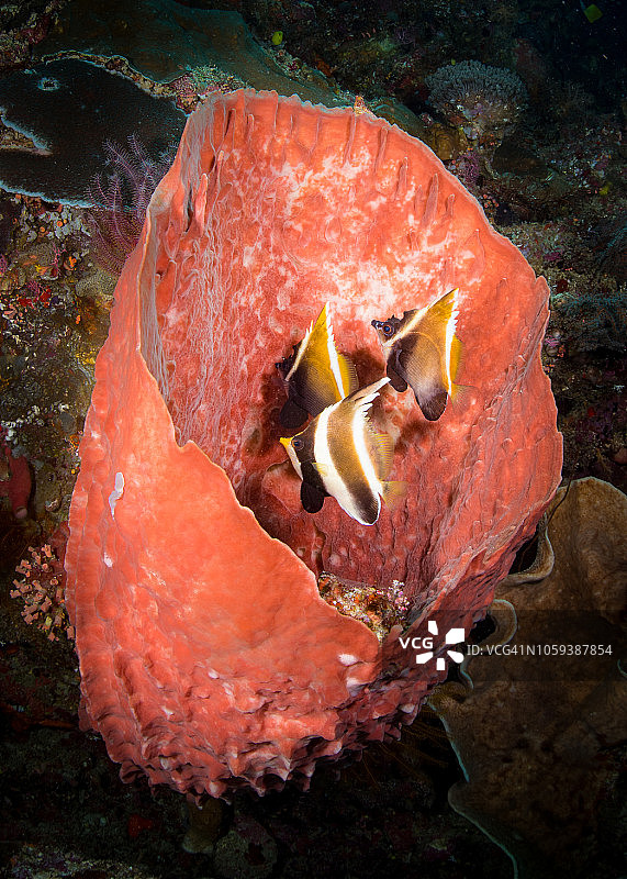 粉红色海绵中的丝蝴蝶鱼图片素材