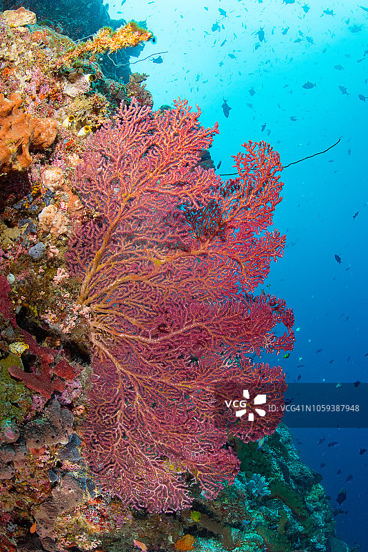 柳珊瑚海扇图片素材