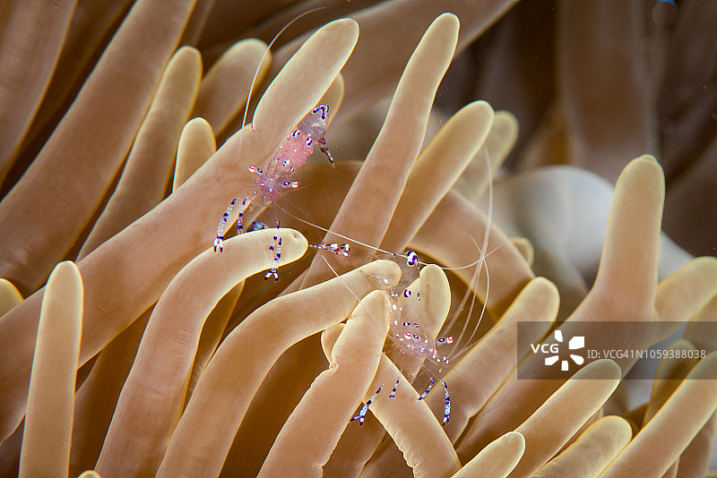 海葵上的海葵虾图片素材