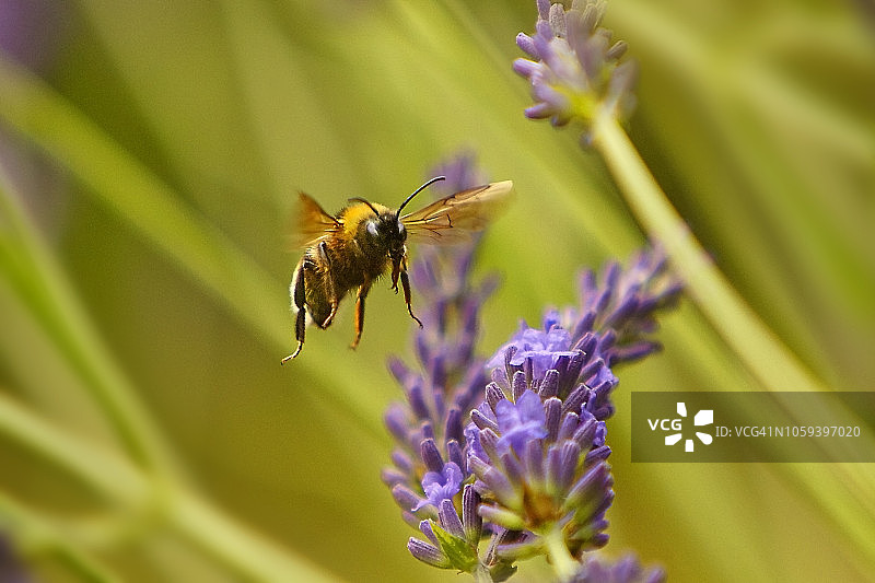 蜜蜂在薰衣草花上图片素材