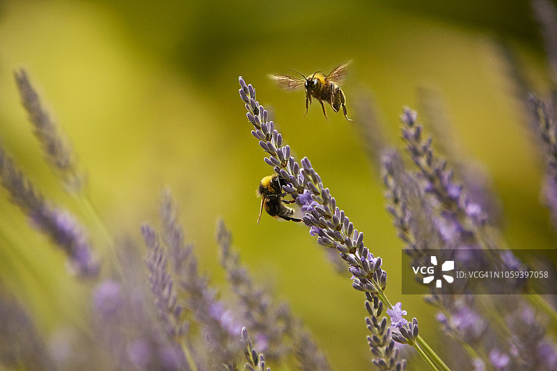 薰衣草花上的蜜蜂图片素材
