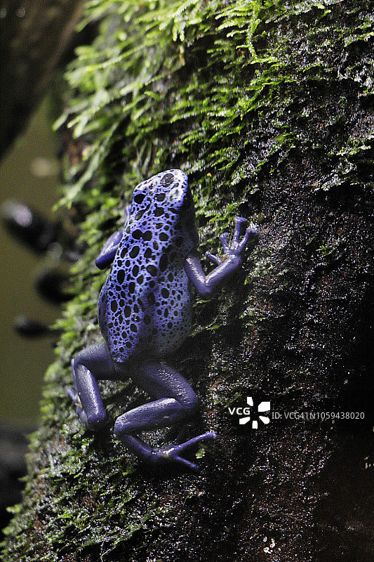 森林植物上的紫色树蛙图片素材