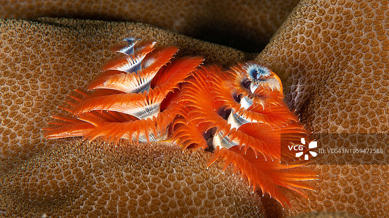 双生圣诞树蠕虫图片素材