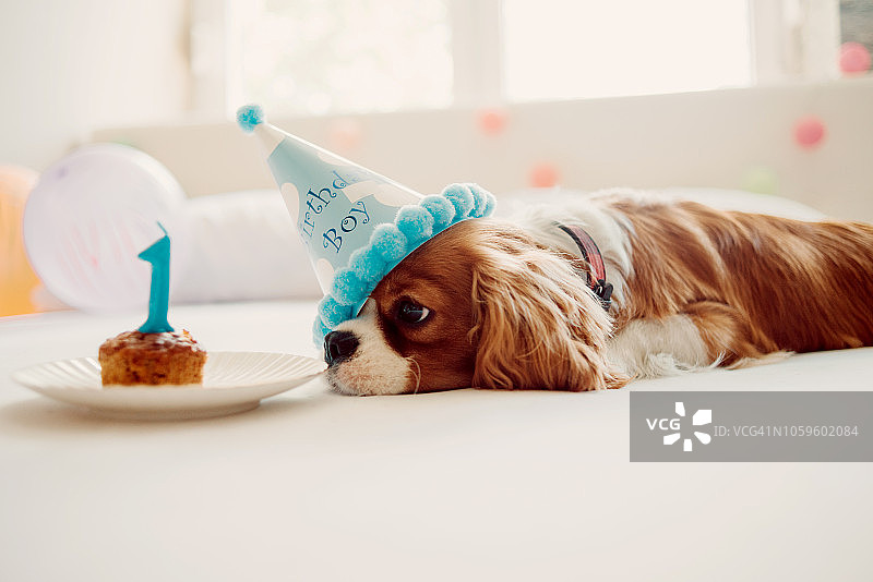 庆祝人类最好的朋友的生日图片素材