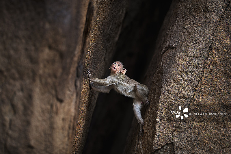 攀爬下裂缝的幼年冠猕猴图片素材