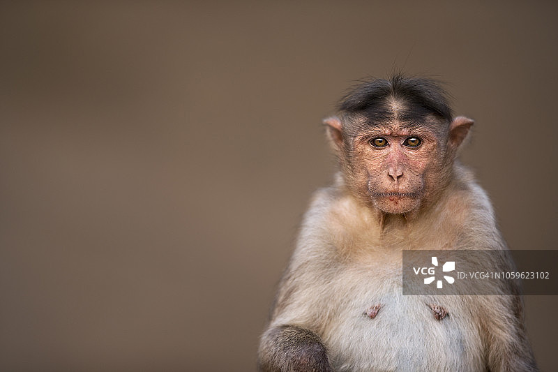 戴帽猕猴雌性肖像图片素材