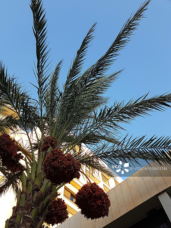 棕榈树，结满枣椰，背景是新建房屋和天空，低角度视角图片素材