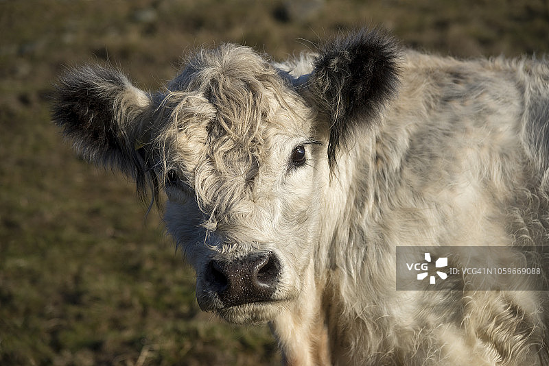 晨光下杂交奶牛特写图片素材
