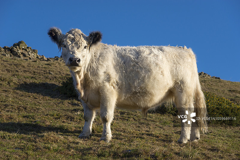 晨光下杂交奶牛特写图片素材