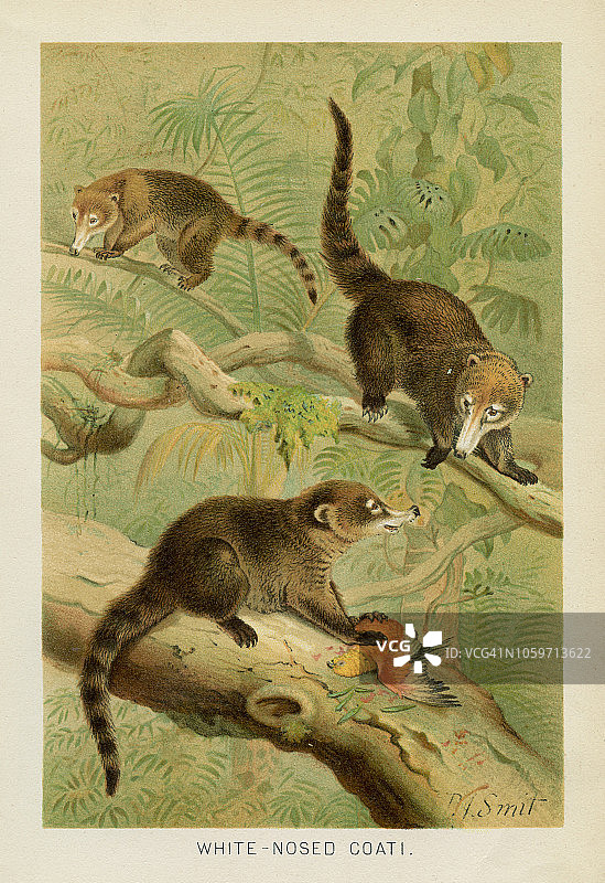 浣熊彩色石印，1896年图片素材