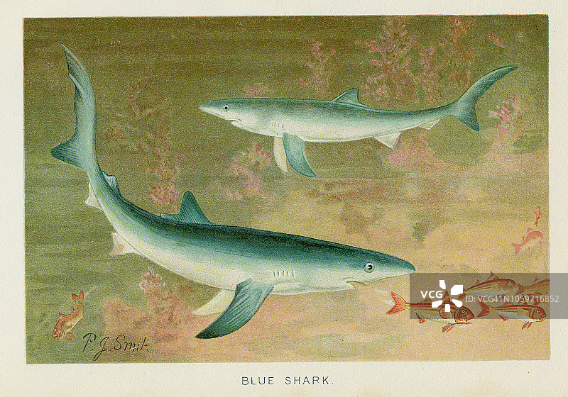 1896年蓝鲨彩色石印图片素材