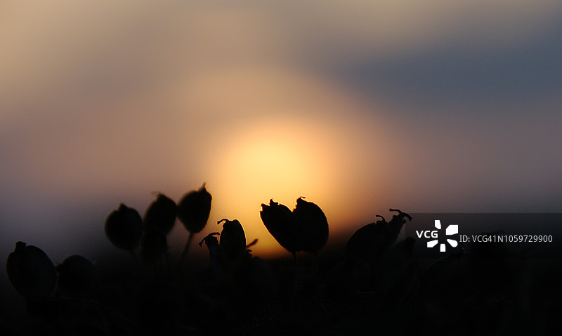 野生缬草图片素材