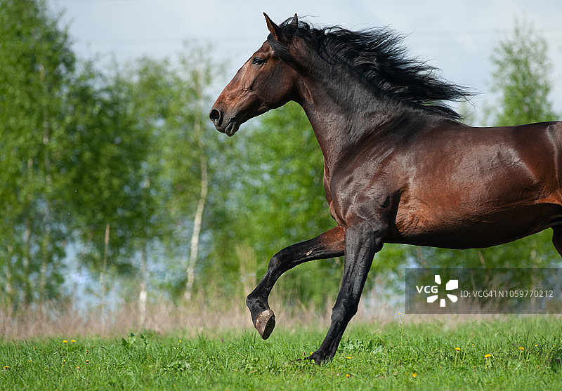 奔跑的马图片素材