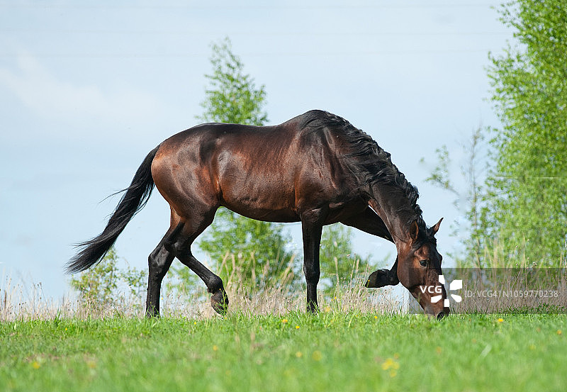 骏马探索新的绿色牧场图片素材