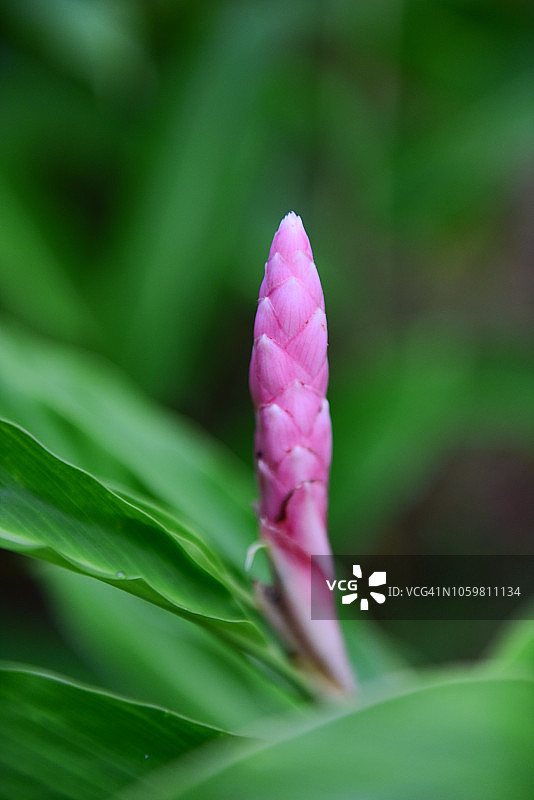 红姜花图片素材