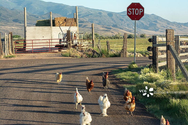 乡村土路停车标志旁的鸡图片素材
