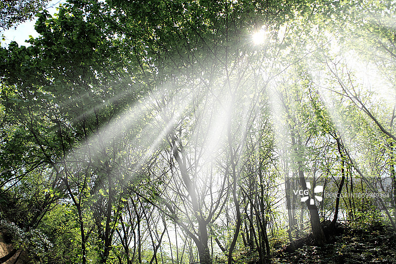 森林中的绿叶树木与光束图片素材