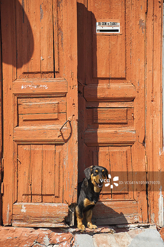 门口微笑的狗图片素材