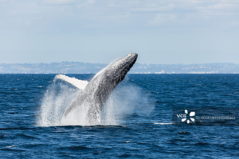 黄金海岸观鲸图片素材