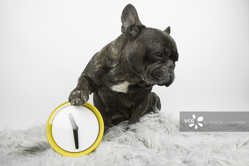 小狗和闹钟图片素材