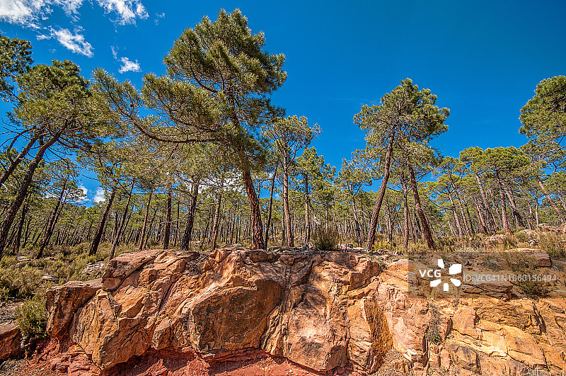 罗德诺松树林自然公园图片素材