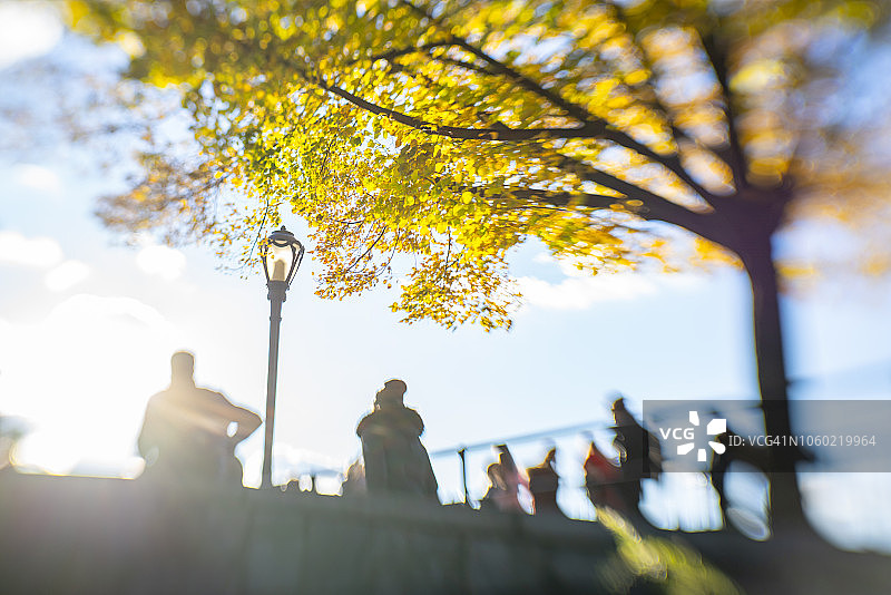 一棵秋色树木伫立在中央公园水库旁，秋叶在2018年10月24日纽约的西方阳光下摇曳生辉图片素材