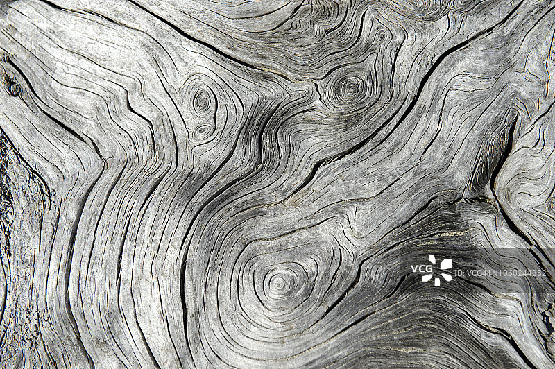 美国俄勒冈州梅阿雷斯角海滩上的树木年轮和树干图片素材