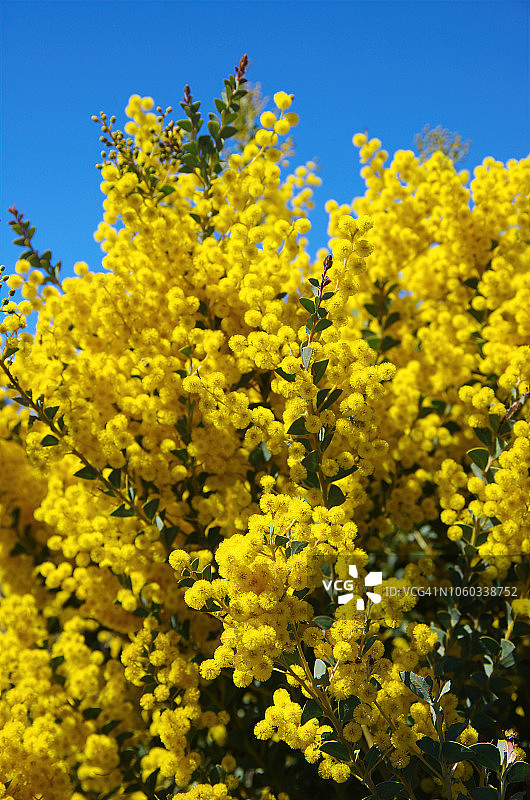 盛开的金色金合欢树图片素材
