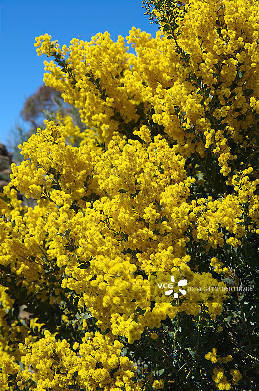 盛开的金色金合欢树图片素材